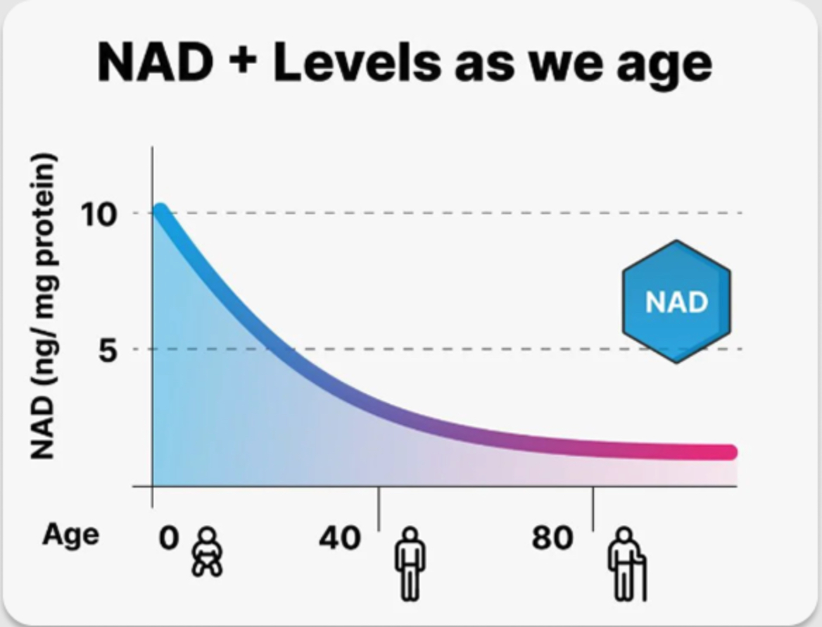 NAD+ Levels decline with age - Graph showing NAD levels dropping from age 0 to 80